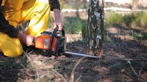 Best Lawn Renovation and Restoration  in Marsing, ID