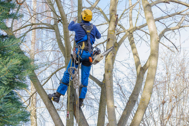 Best Lawn Watering Services  in Marsing, ID