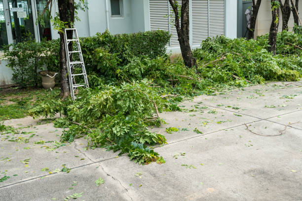 Best Tree Maintenance Programs  in Marsing, ID