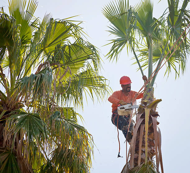 Best Palm Tree Trimming  in Marsing, ID